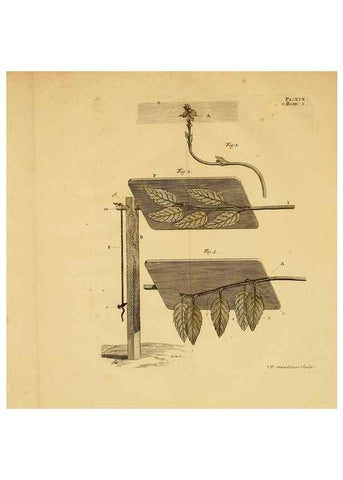 Reproducción/Reproduction 8431820307: Recherches sur l'usage des feuilles dans les plantes :. Göttingen ;E. Luzac, fils,1754.