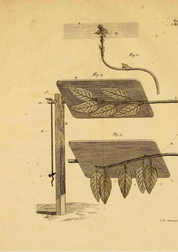 Reproducción/Reproduction 8431820307: Recherches sur l'usage des feuilles dans les plantes :. Göttingen ;E. Luzac, fils,1754.