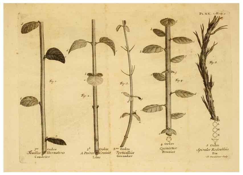 Reproducción/Reproduction 8431820565: Recherches sur l'usage des feuilles dans les plantes :. Göttingen ;E. Luzac, fils,1754.