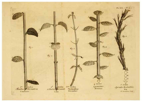 Reproducción/Reproduction 8431820565: Recherches sur l'usage des feuilles dans les plantes :. Göttingen ;E. Luzac, fils,1754.
