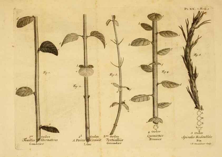 Reproducción/Reproduction 8431820565: Recherches sur l'usage des feuilles dans les plantes :. Göttingen ;E. Luzac, fils,1754.