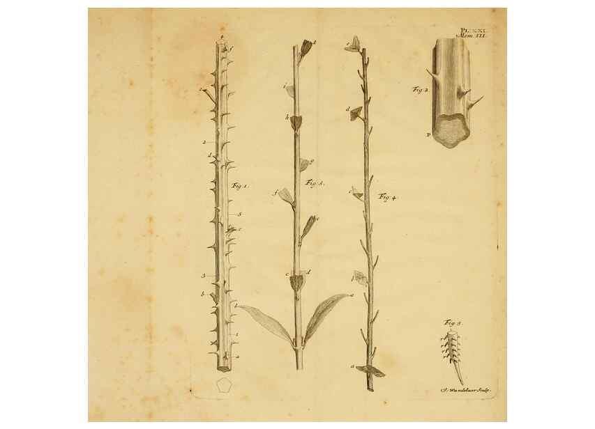 Reproducción/Reproduction 8431821023: Recherches sur l'usage des feuilles dans les plantes :. Göttingen ;E. Luzac, fils,1754.