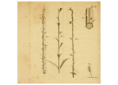Reproducción/Reproduction 8431821023: Recherches sur l'usage des feuilles dans les plantes :. Göttingen ;E. Luzac, fils,1754.