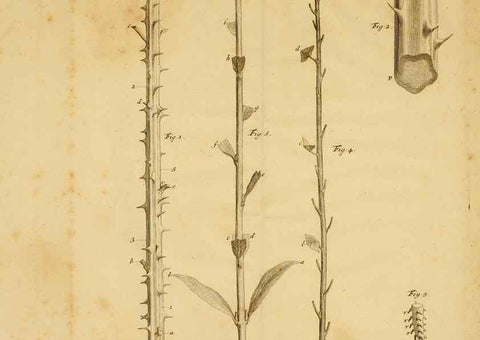 Reproducción/Reproduction 8431821023: Recherches sur l'usage des feuilles dans les plantes :. Göttingen ;E. Luzac, fils,1754.