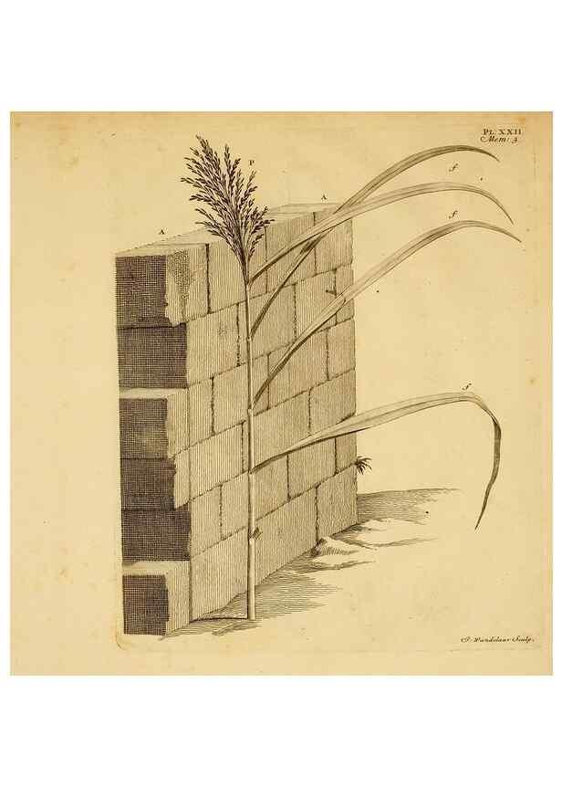 Reproducción/Reproduction 8432907208: Recherches sur l'usage des feuilles dans les plantes :. Göttingen ;E. Luzac, fils,1754.