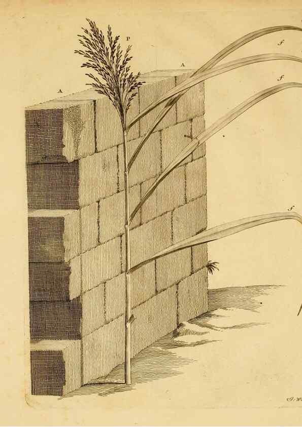 Reproducción/Reproduction 8432907208: Recherches sur l'usage des feuilles dans les plantes :. Göttingen ;E. Luzac, fils,1754.