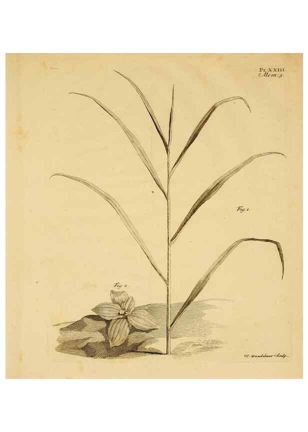 Reproducción/Reproduction 8432907860: Recherches sur l'usage des feuilles dans les plantes :. Göttingen ;E. Luzac, fils,1754.
