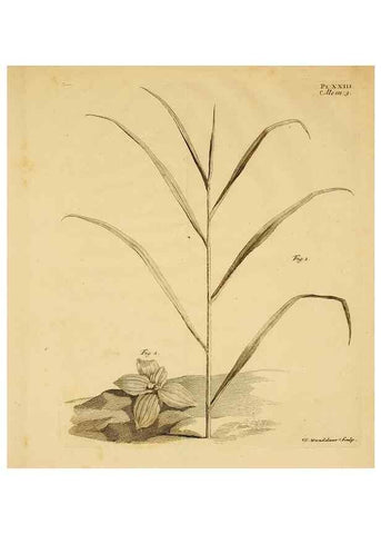 Reproducción/Reproduction 8432907860: Recherches sur l'usage des feuilles dans les plantes :. Göttingen ;E. Luzac, fils,1754.