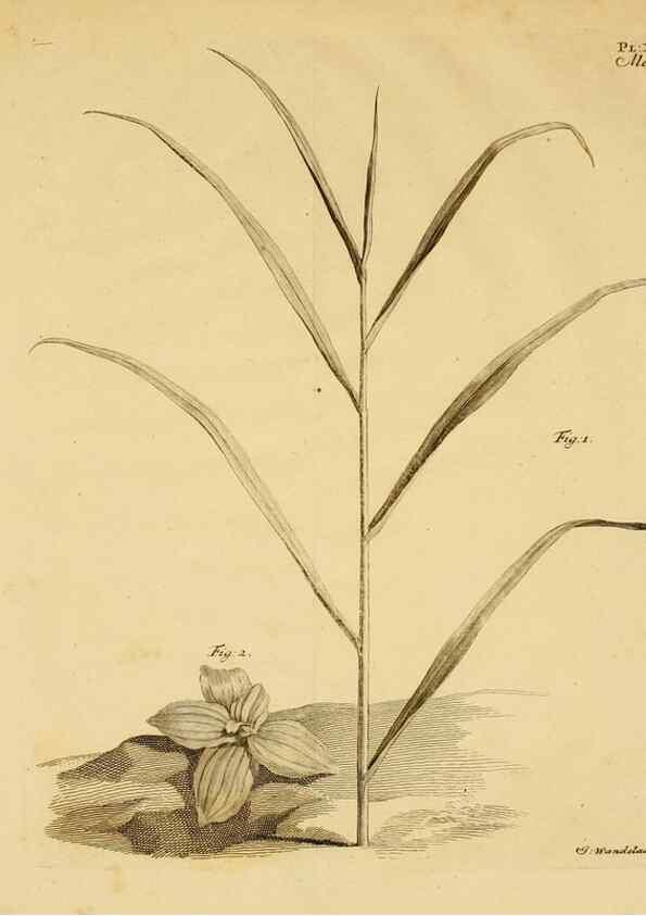 Reproducción/Reproduction 8432907860: Recherches sur l'usage des feuilles dans les plantes :. Göttingen ;E. Luzac, fils,1754.