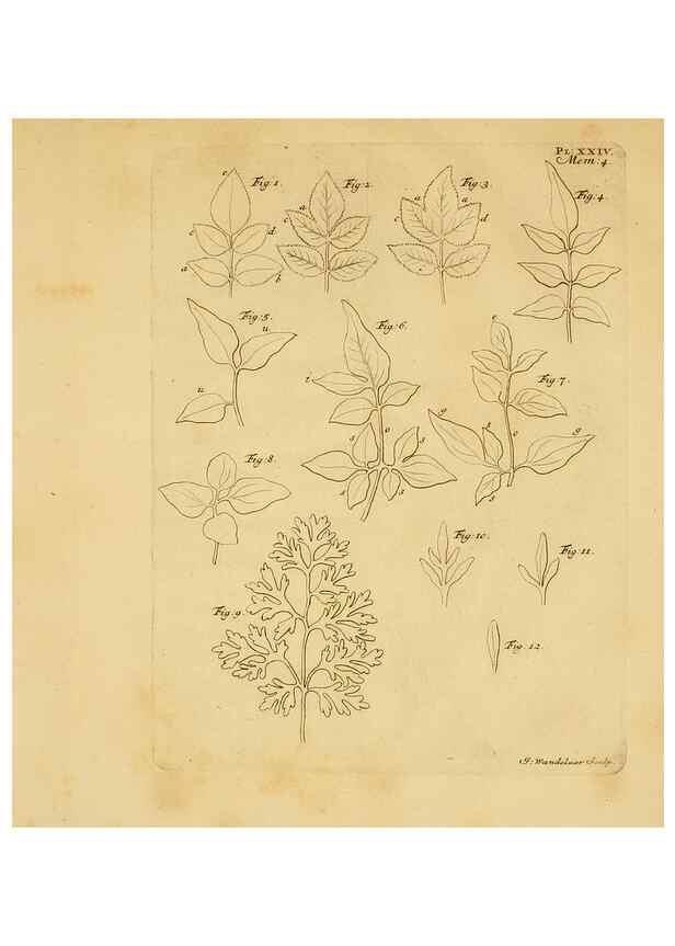 Reproducción/Reproduction 8432908270: Recherches sur l'usage des feuilles dans les plantes :. Göttingen ;E. Luzac, fils,1754.