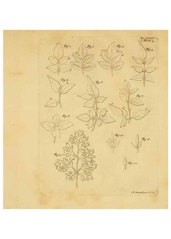 Reproducción/Reproduction 8432908270: Recherches sur l'usage des feuilles dans les plantes :. Göttingen ;E. Luzac, fils,1754.