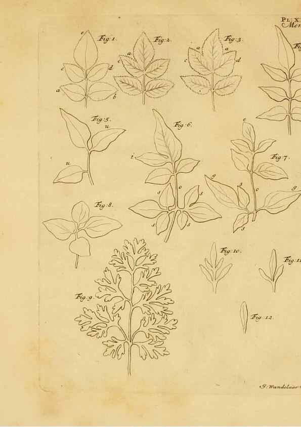 Reproducción/Reproduction 8432908270: Recherches sur l'usage des feuilles dans les plantes :. Göttingen ;E. Luzac, fils,1754.
