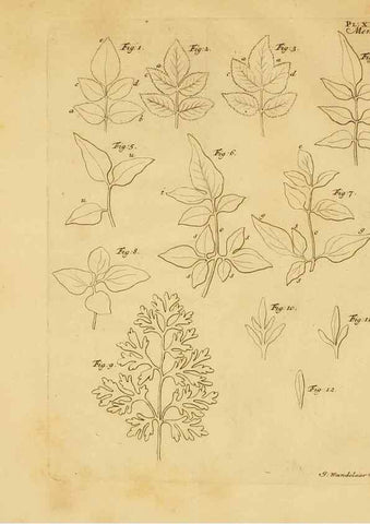 Reproducción/Reproduction 8432908270: Recherches sur l'usage des feuilles dans les plantes :. Göttingen ;E. Luzac, fils,1754.