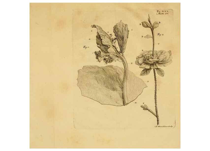 Reproducción/Reproduction 8431823409: Recherches sur l'usage des feuilles dans les plantes :. Göttingen ;E. Luzac, fils,1754.