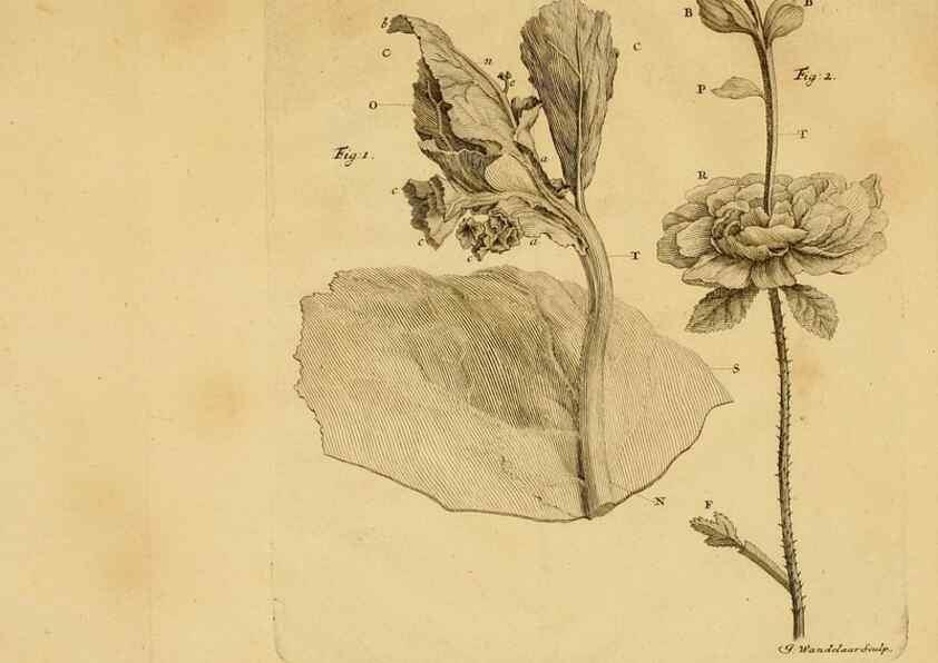 Reproducción/Reproduction 8431823409: Recherches sur l'usage des feuilles dans les plantes :. Göttingen ;E. Luzac, fils,1754.
