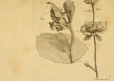 Reproducción/Reproduction 8431823409: Recherches sur l'usage des feuilles dans les plantes :. Göttingen ;E. Luzac, fils,1754.