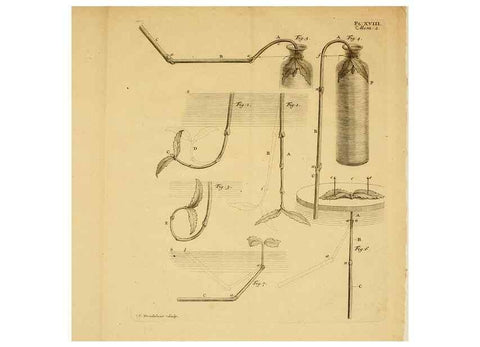 Reproducción/Reproduction 8431819873: Recherches sur l'usage des feuilles dans les plantes :. Göttingen ;E. Luzac, fils,1754.