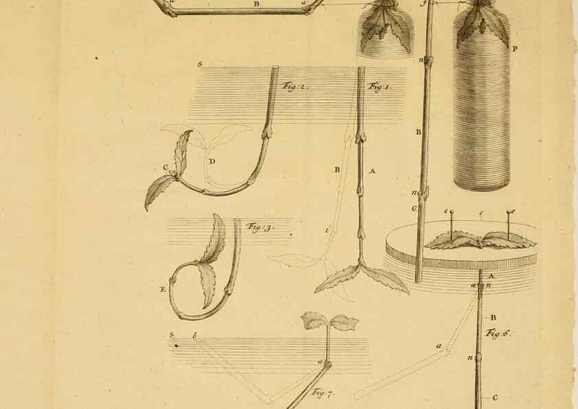 Reproducción/Reproduction 8431819873: Recherches sur l'usage des feuilles dans les plantes :. Göttingen ;E. Luzac, fils,1754.