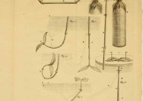 Reproducción/Reproduction 8431819873: Recherches sur l'usage des feuilles dans les plantes :. Göttingen ;E. Luzac, fils,1754.