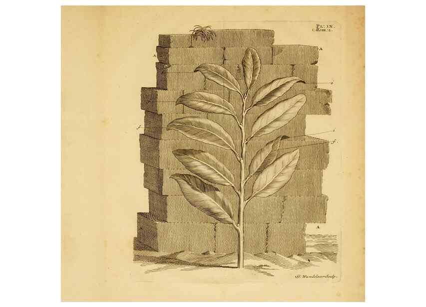 Reproducción/Reproduction 8431816169: Recherches sur l'usage des feuilles dans les plantes :. Göttingen ;E. Luzac, fils,1754.
