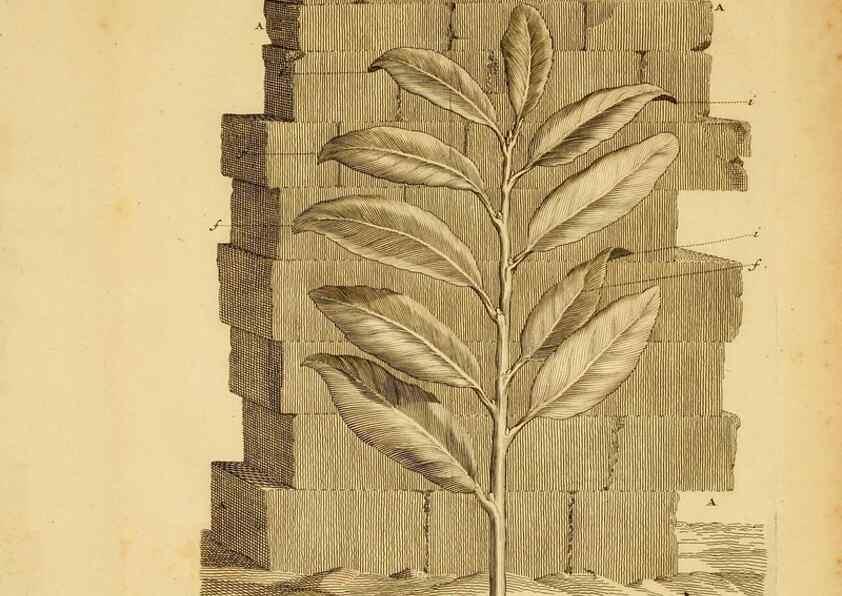 Reproducción/Reproduction 8431816169: Recherches sur l'usage des feuilles dans les plantes :. Göttingen ;E. Luzac, fils,1754.