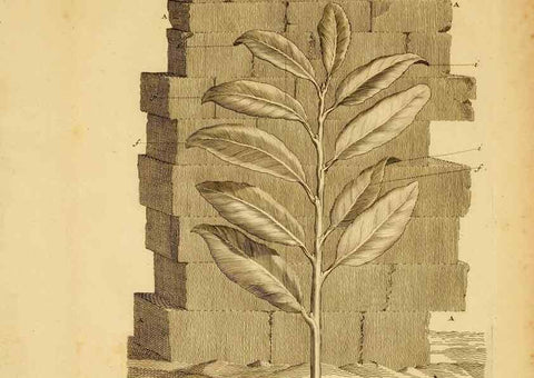 Reproducción/Reproduction 8431816169: Recherches sur l'usage des feuilles dans les plantes :. Göttingen ;E. Luzac, fils,1754.