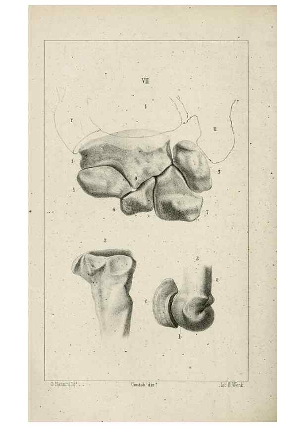 Reproducción/Reproduction 8434583831: La Teoria Darwiniana e la Creazione detta indipendente . . . Lettera . . . tradotta . . . dal Francese /. Bologna,1875.