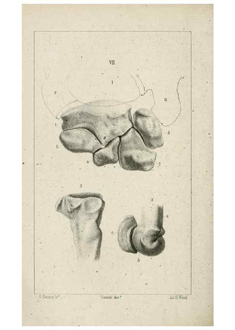 Reproducción/Reproduction 8434583831: La Teoria Darwiniana e la Creazione detta indipendente . . . Lettera . . . tradotta . . . dal Francese /. Bologna,1875.