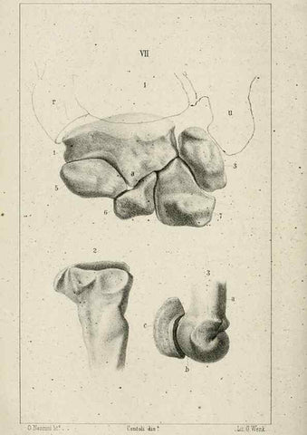 Reproducción/Reproduction 8434583831: La Teoria Darwiniana e la Creazione detta indipendente . . . Lettera . . . tradotta . . . dal Francese /. Bologna,1875.