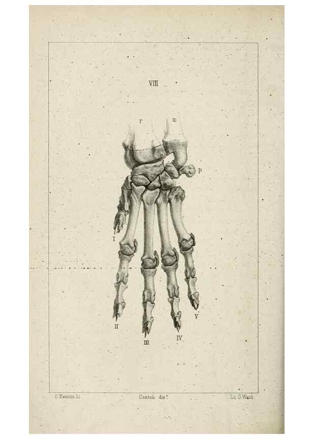 Reproducción/Reproduction 8435668826: La Teoria Darwiniana e la Creazione detta indipendente . . . Lettera . . . tradotta . . . dal Francese /. Bologna,1875.