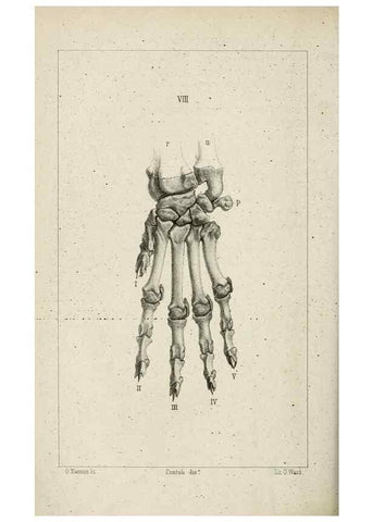 Reproducción/Reproduction 8435668826: La Teoria Darwiniana e la Creazione detta indipendente . . . Lettera . . . tradotta . . . dal Francese /. Bologna,1875.