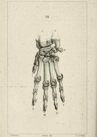 Reproducción/Reproduction 8435668826: La Teoria Darwiniana e la Creazione detta indipendente . . . Lettera . . . tradotta . . . dal Francese /. Bologna,1875.