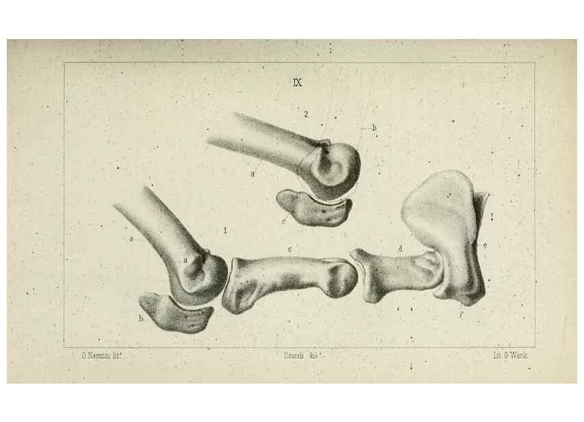 Reproducción/Reproduction 8435669214: La Teoria Darwiniana e la Creazione detta indipendente . . . Lettera . . . tradotta . . . dal Francese /. Bologna,1875.