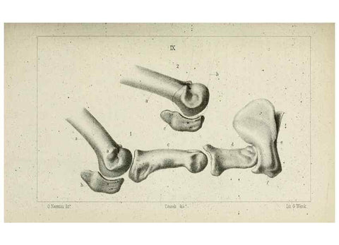 Reproducción/Reproduction 8435669214: La Teoria Darwiniana e la Creazione detta indipendente . . . Lettera . . . tradotta . . . dal Francese /. Bologna,1875.