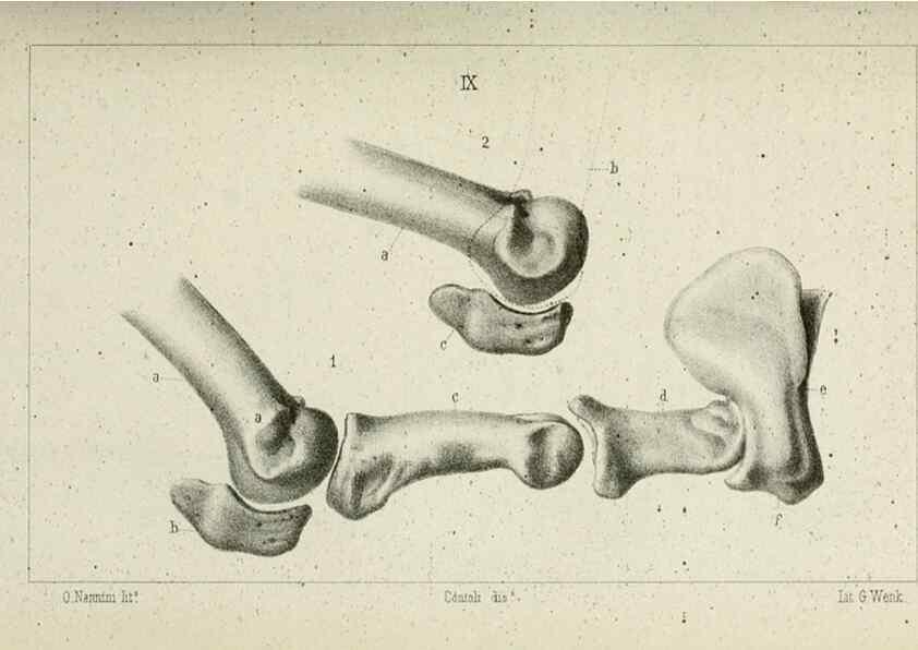 Reproducción/Reproduction 8435669214: La Teoria Darwiniana e la Creazione detta indipendente . . . Lettera . . . tradotta . . . dal Francese /. Bologna,1875.