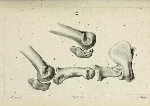 Reproducción/Reproduction 8435669214: La Teoria Darwiniana e la Creazione detta indipendente . . . Lettera . . . tradotta . . . dal Francese /. Bologna,1875.