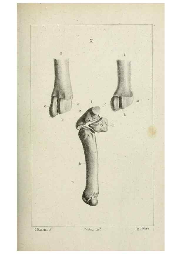 Reproducción/Reproduction 8435669582: La Teoria Darwiniana e la Creazione detta indipendente . . . Lettera . . . tradotta . . . dal Francese /. Bologna,1875.