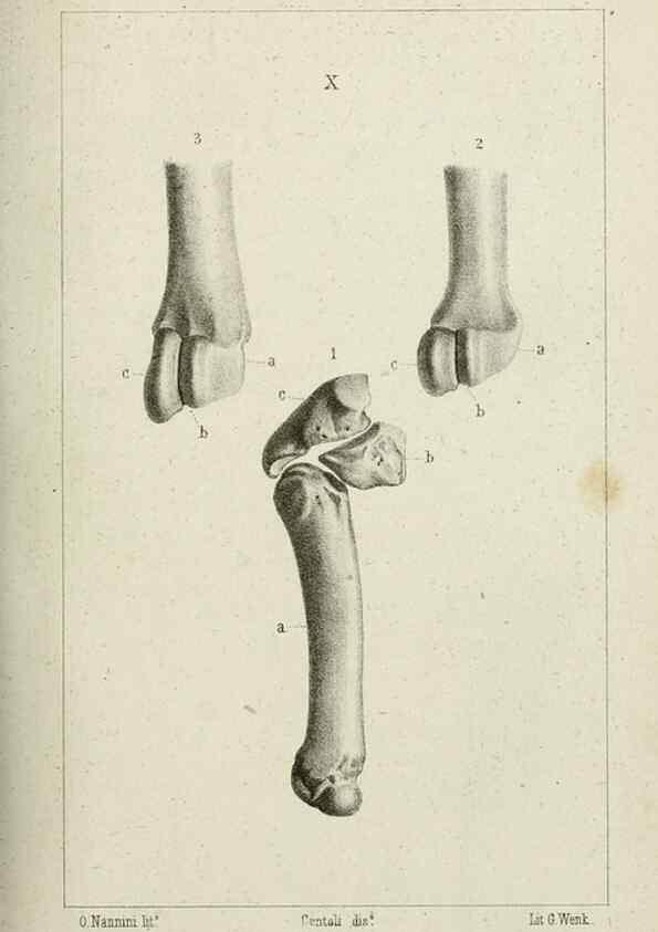 Reproducción/Reproduction 8435669582: La Teoria Darwiniana e la Creazione detta indipendente . . . Lettera . . . tradotta . . . dal Francese /. Bologna,1875.