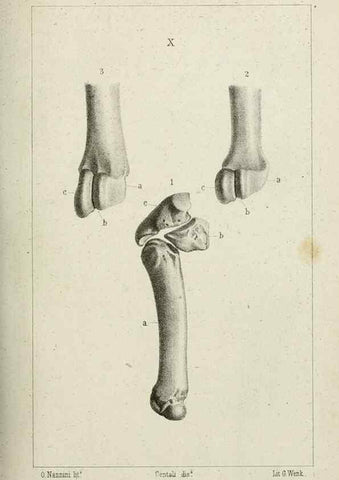 Reproducción/Reproduction 8435669582: La Teoria Darwiniana e la Creazione detta indipendente . . . Lettera . . . tradotta . . . dal Francese /. Bologna,1875.