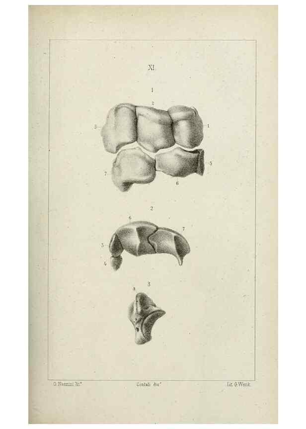 Reproducción/Reproduction 8435669996: La Teoria Darwiniana e la Creazione detta indipendente . . . Lettera . . . tradotta . . . dal Francese /. Bologna,1875.