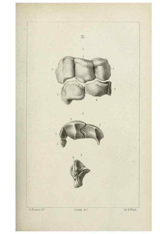 Reproducción/Reproduction 8435669996: La Teoria Darwiniana e la Creazione detta indipendente . . . Lettera . . . tradotta . . . dal Francese /. Bologna,1875.