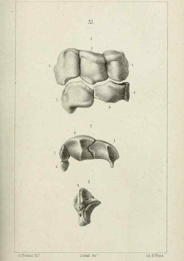 Reproducción/Reproduction 8435669996: La Teoria Darwiniana e la Creazione detta indipendente . . . Lettera . . . tradotta . . . dal Francese /. Bologna,1875.