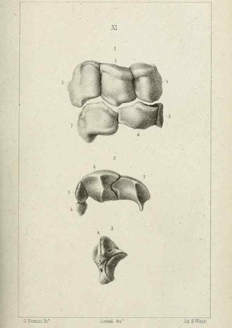 Reproducción/Reproduction 8435669996: La Teoria Darwiniana e la Creazione detta indipendente . . . Lettera . . . tradotta . . . dal Francese /. Bologna,1875.