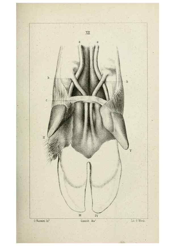 Reproducción/Reproduction 8435670444: La Teoria Darwiniana e la Creazione detta indipendente . . . Lettera . . . tradotta . . . dal Francese /. Bologna,1875.