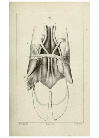 Reproducción/Reproduction 8435670444: La Teoria Darwiniana e la Creazione detta indipendente . . . Lettera . . . tradotta . . . dal Francese /. Bologna,1875.