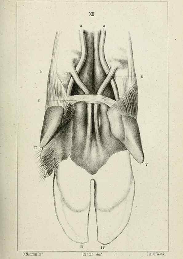 Reproducción/Reproduction 8435670444: La Teoria Darwiniana e la Creazione detta indipendente . . . Lettera . . . tradotta . . . dal Francese /. Bologna,1875.
