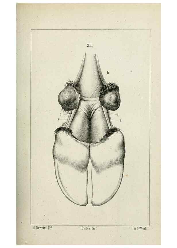Reproducción/Reproduction 8435670836: La Teoria Darwiniana e la Creazione detta indipendente . . . Lettera . . . tradotta . . . dal Francese /. Bologna,1875.