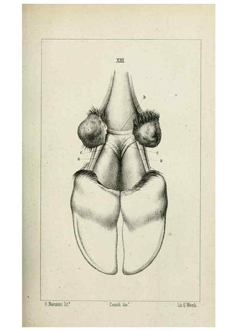 Reproducción/Reproduction 8435670836: La Teoria Darwiniana e la Creazione detta indipendente . . . Lettera . . . tradotta . . . dal Francese /. Bologna,1875.