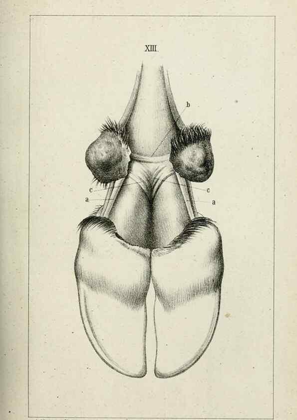 Reproducción/Reproduction 8435670836: La Teoria Darwiniana e la Creazione detta indipendente . . . Lettera . . . tradotta . . . dal Francese /. Bologna,1875.