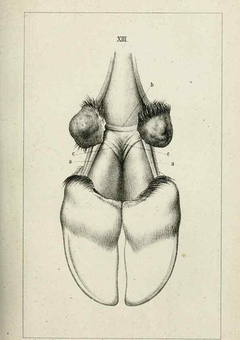 Reproducción/Reproduction 8435670836: La Teoria Darwiniana e la Creazione detta indipendente . . . Lettera . . . tradotta . . . dal Francese /. Bologna,1875.